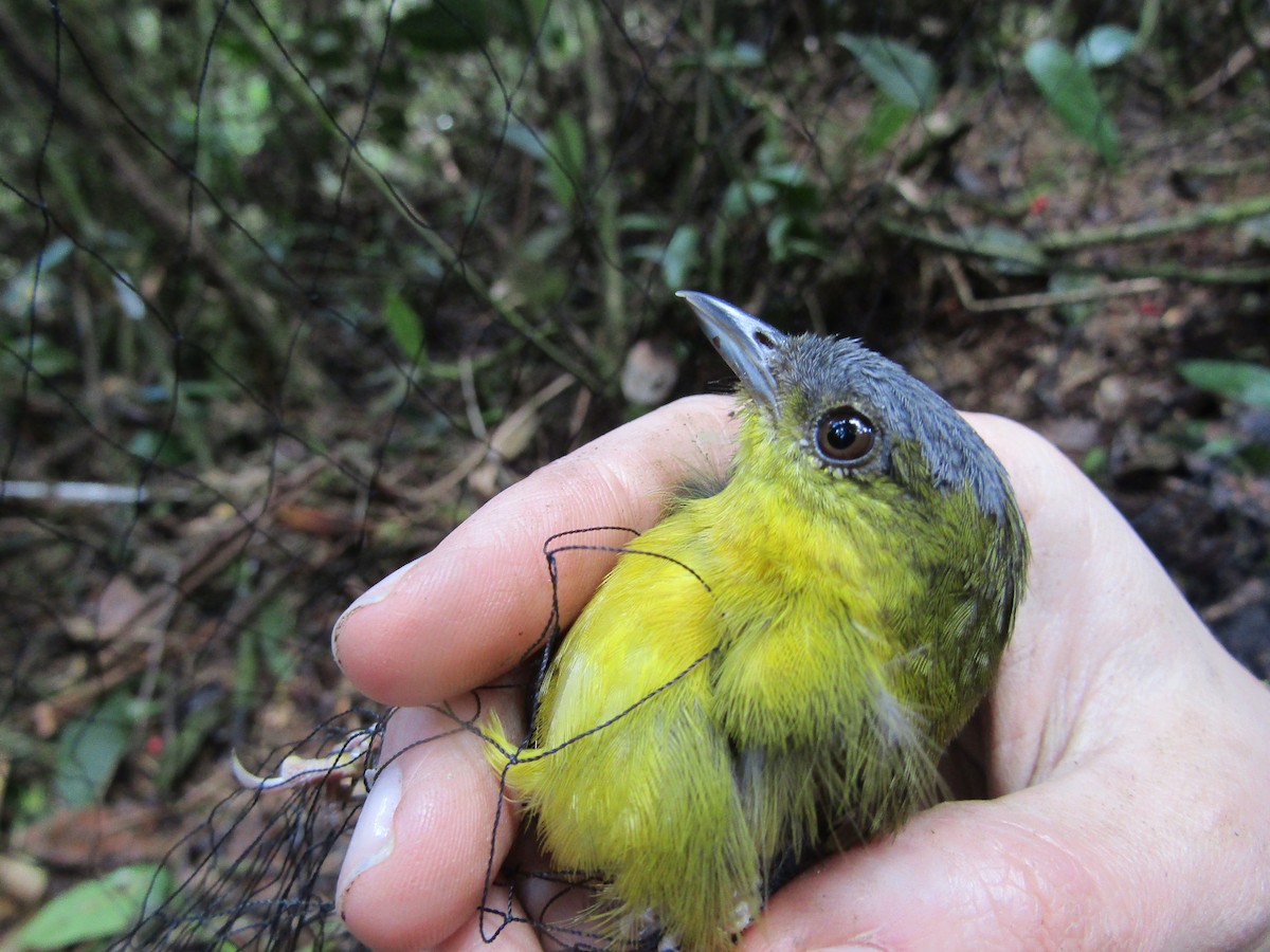 Gray-capped Hemispingus - ML580982711