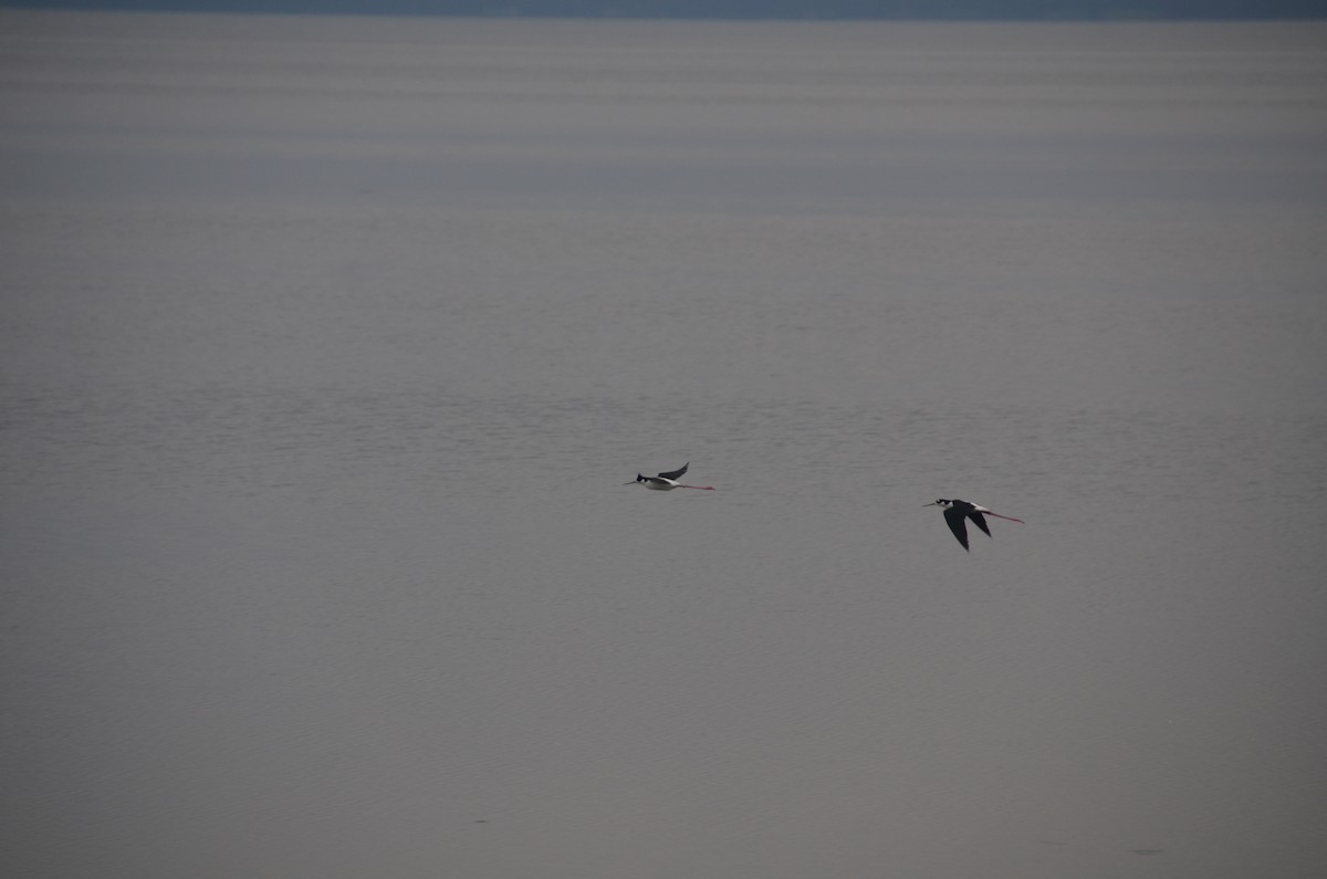 Black-necked Stilt - ML58098321