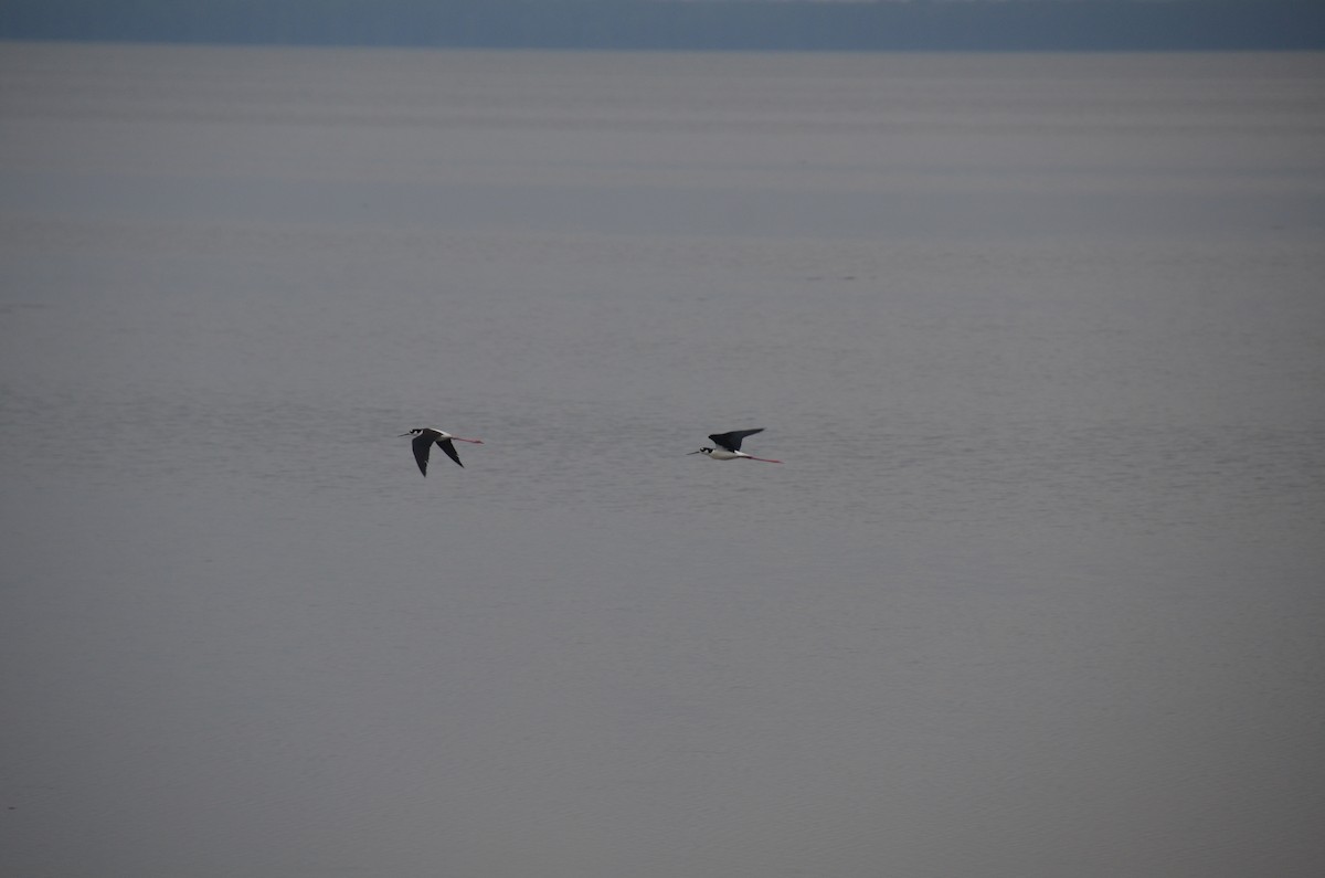 Black-necked Stilt - ML58098351