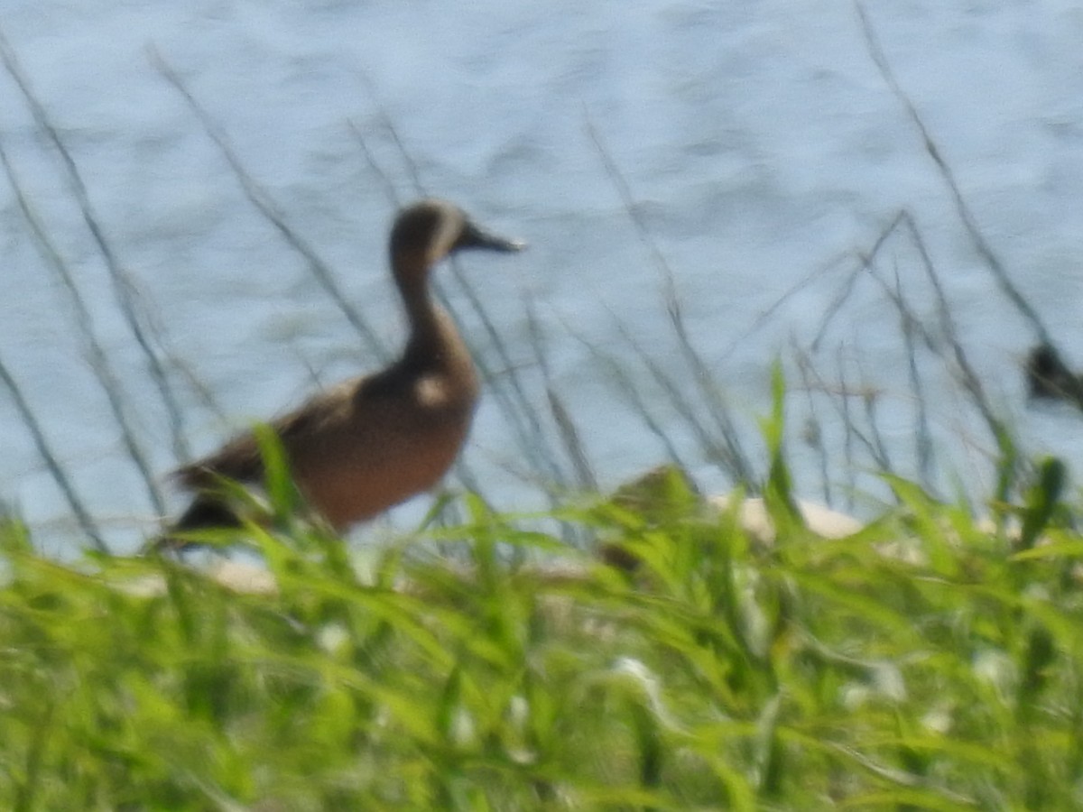 Blue-winged Teal - ML580985121