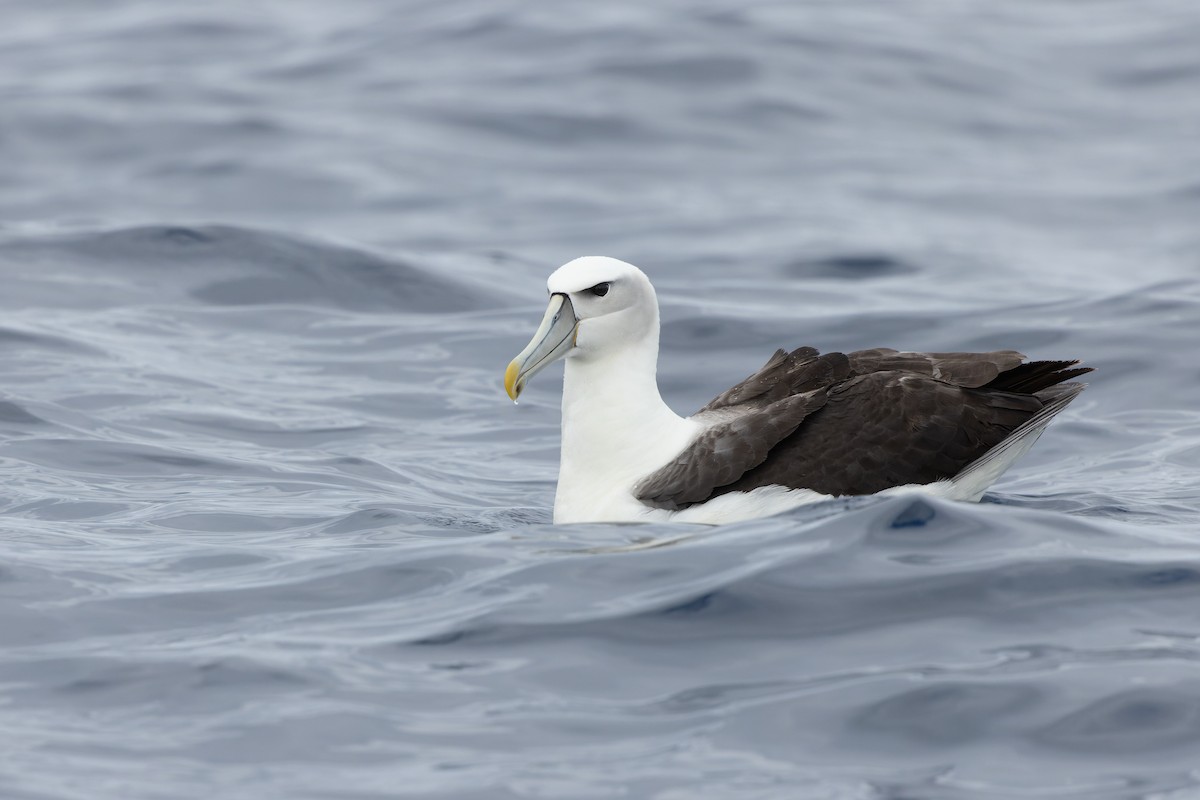 White-capped Albatross - Julian Teh