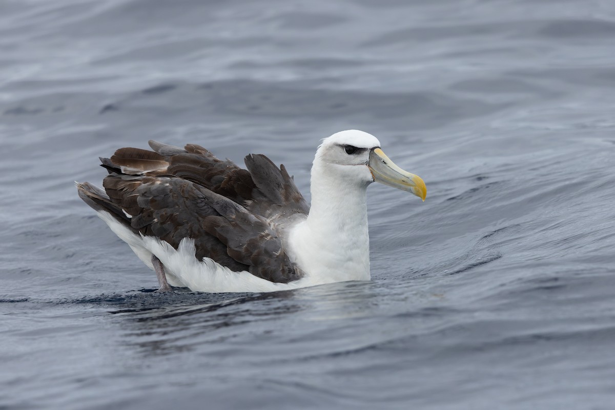 White-capped Albatross - Julian Teh