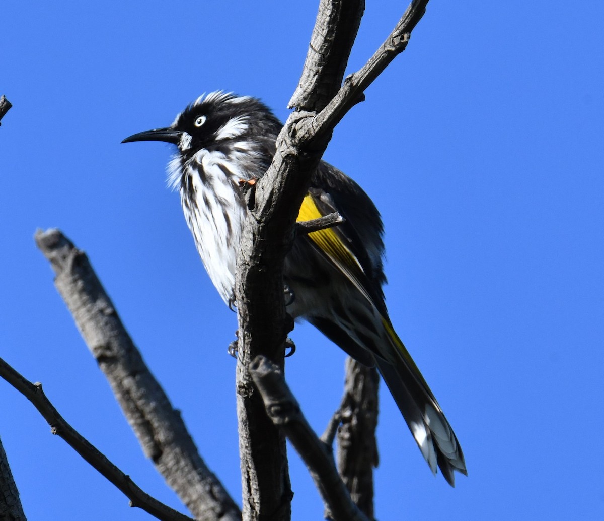 New Holland Honeyeater - ML580990101