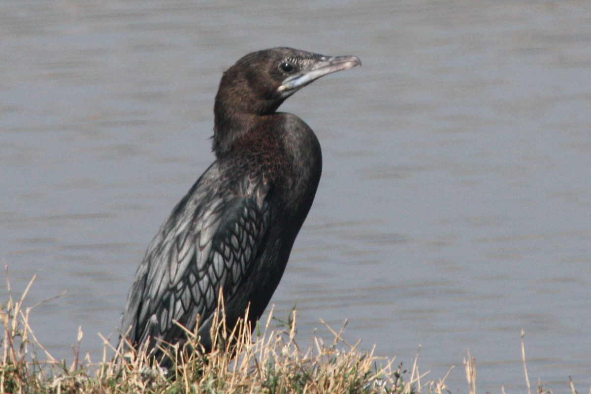 Little/Indian Cormorant - Stephen and Felicia Cook