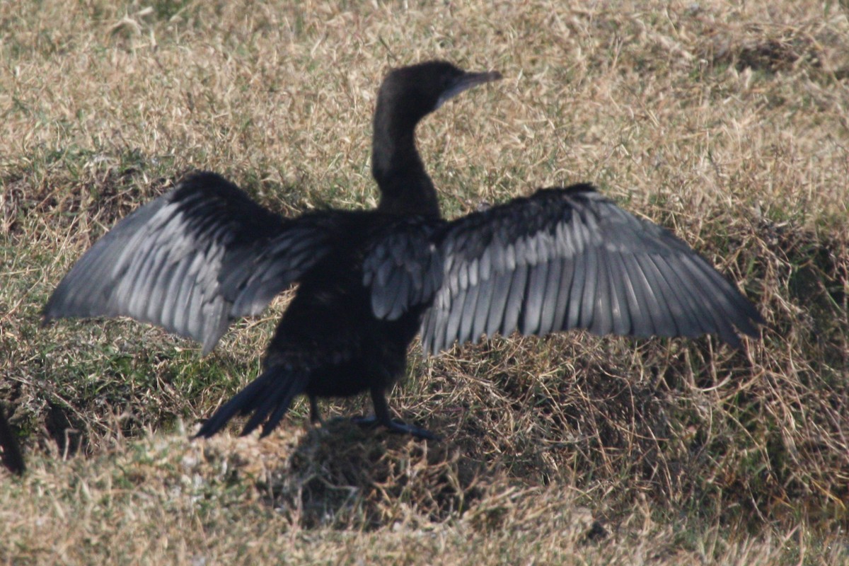 Little/Indian Cormorant - Stephen and Felicia Cook