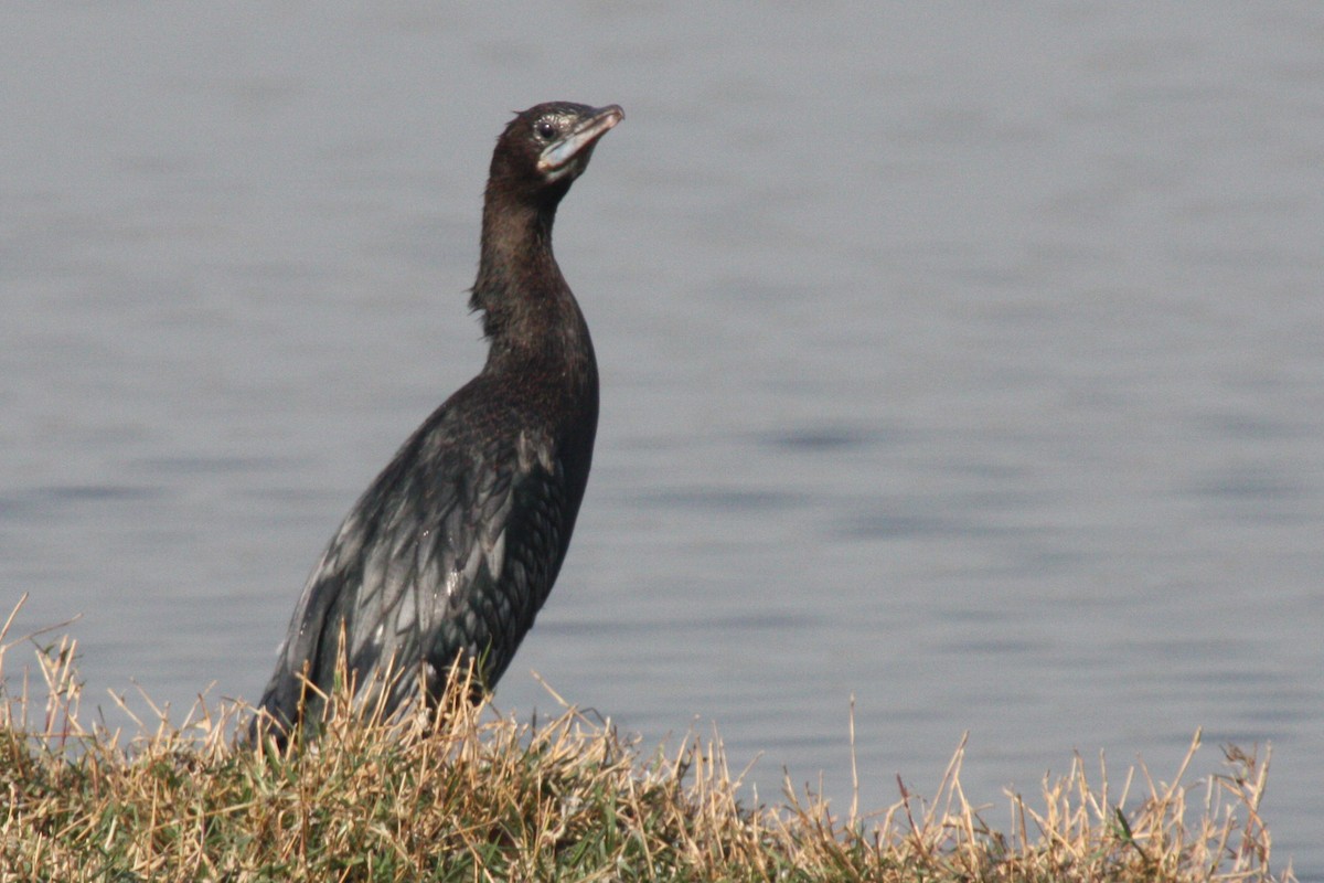 Little/Indian Cormorant - Stephen and Felicia Cook