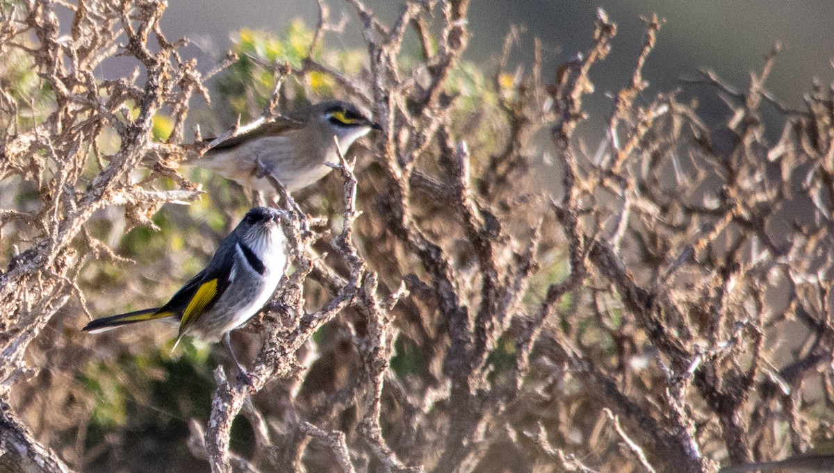 Crescent Honeyeater - Ethan Grills