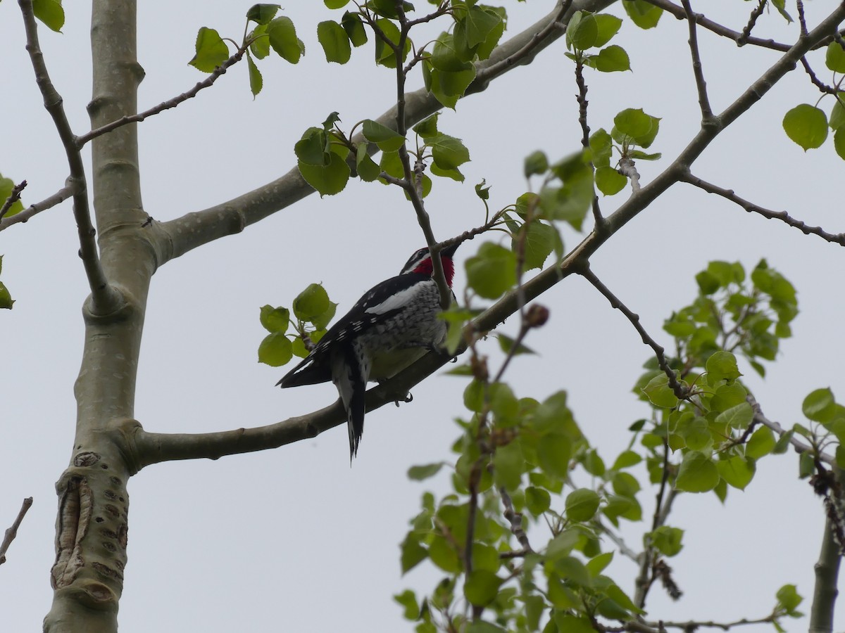 Red-naped Sapsucker - Steve Altshuld