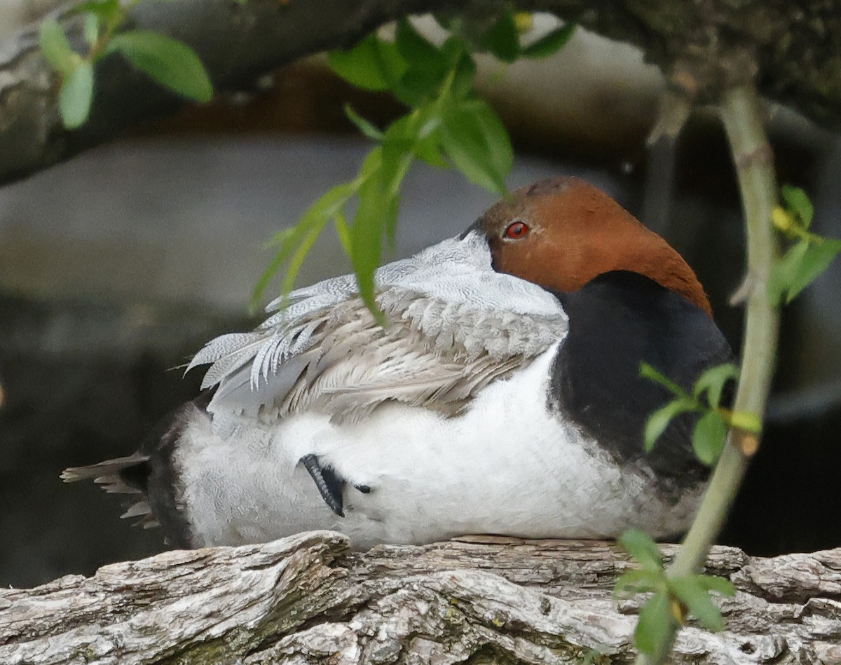 Canvasback - Willie D'Anna