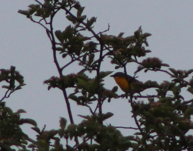 Yellow-breasted Chat - ML580994301