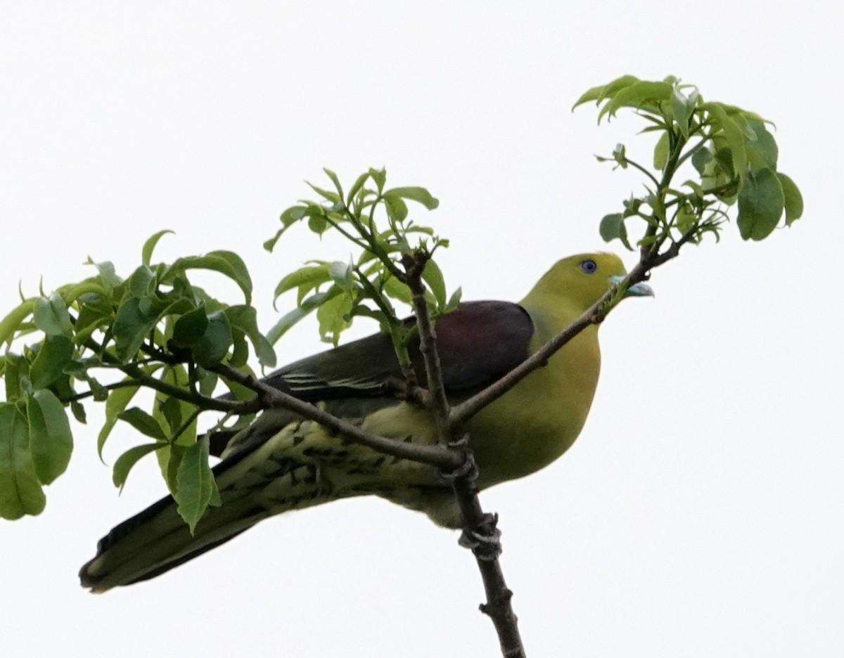 White-bellied Green-Pigeon - Chao-Ju Su