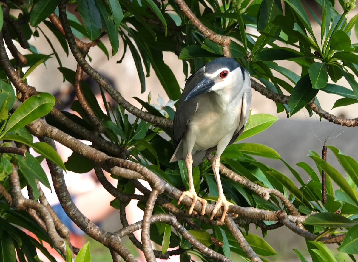 Black-crowned Night Heron - ML580994671