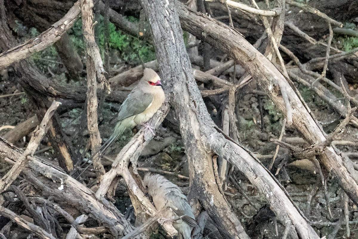 Red-faced Mousebird - ML580994891