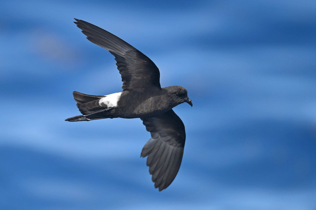 Wilson's Storm-Petrel - ML580995271