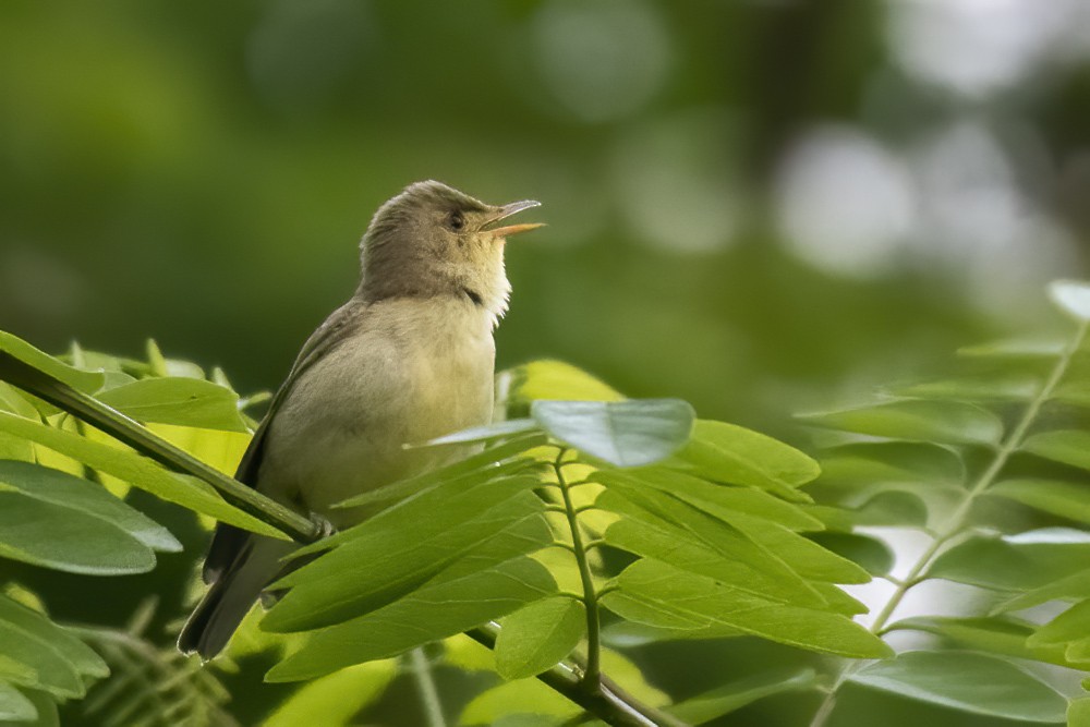 Icterine Warbler - Göktuğ  Güzelbey