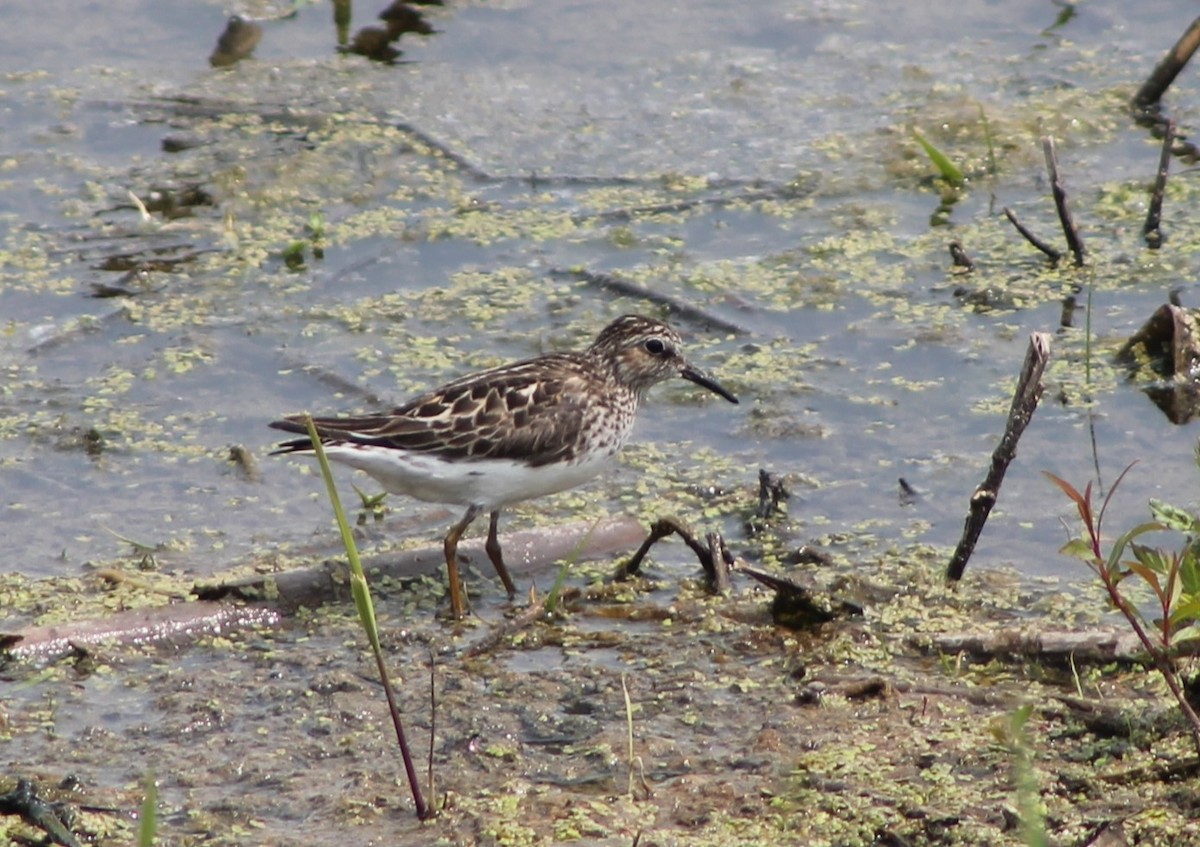 Least Sandpiper - ML580997161