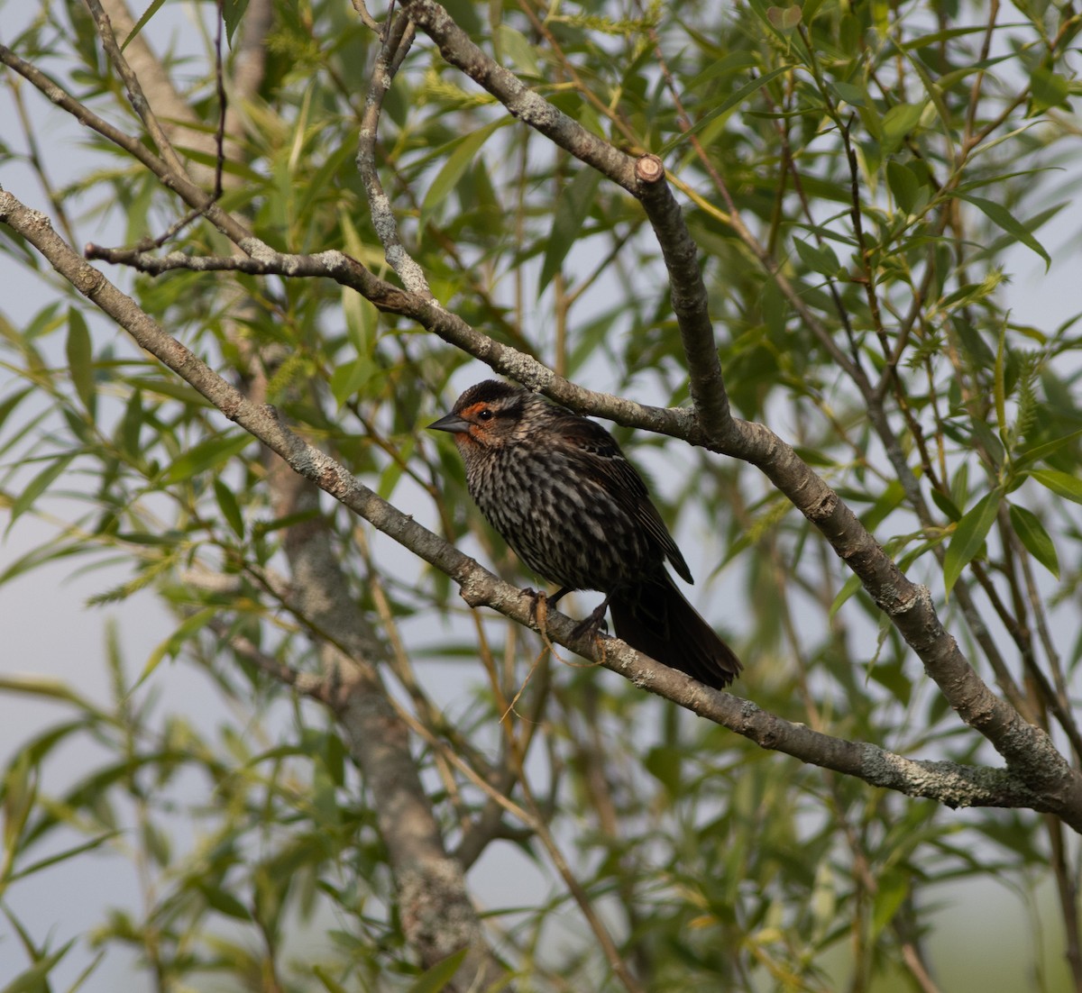 Red-winged Blackbird - Austin Loewen