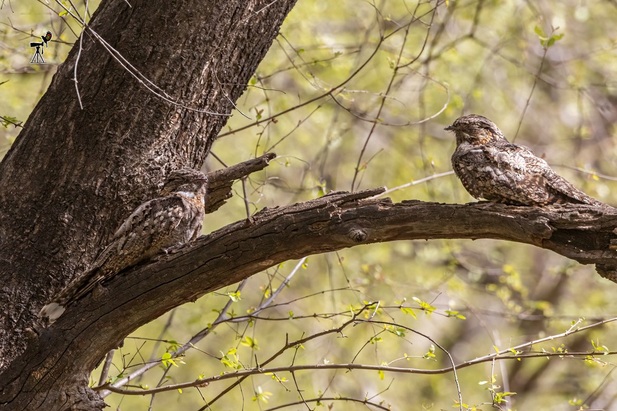 Jungle Nightjar - Uday Agashe