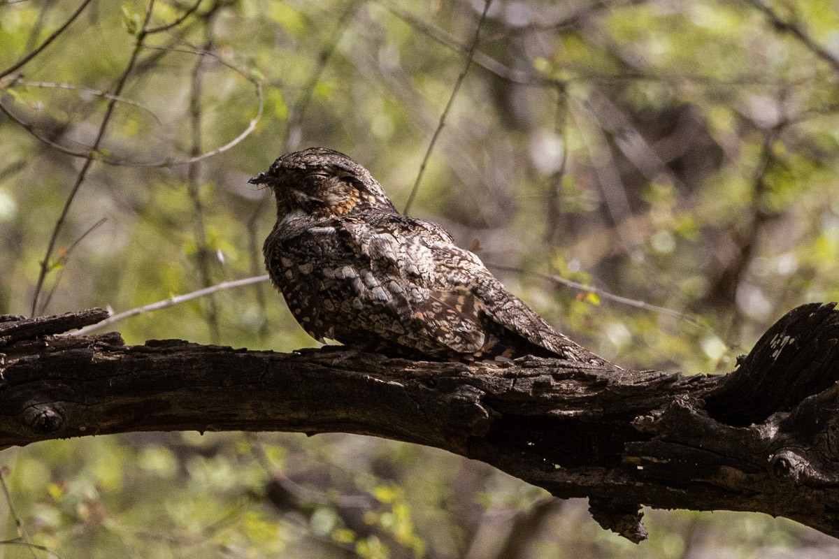 Jungle Nightjar - Uday Agashe