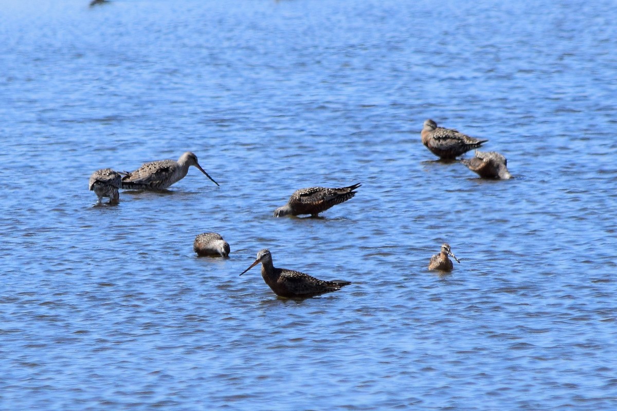 Hudsonian Godwit - Garrett  Wee