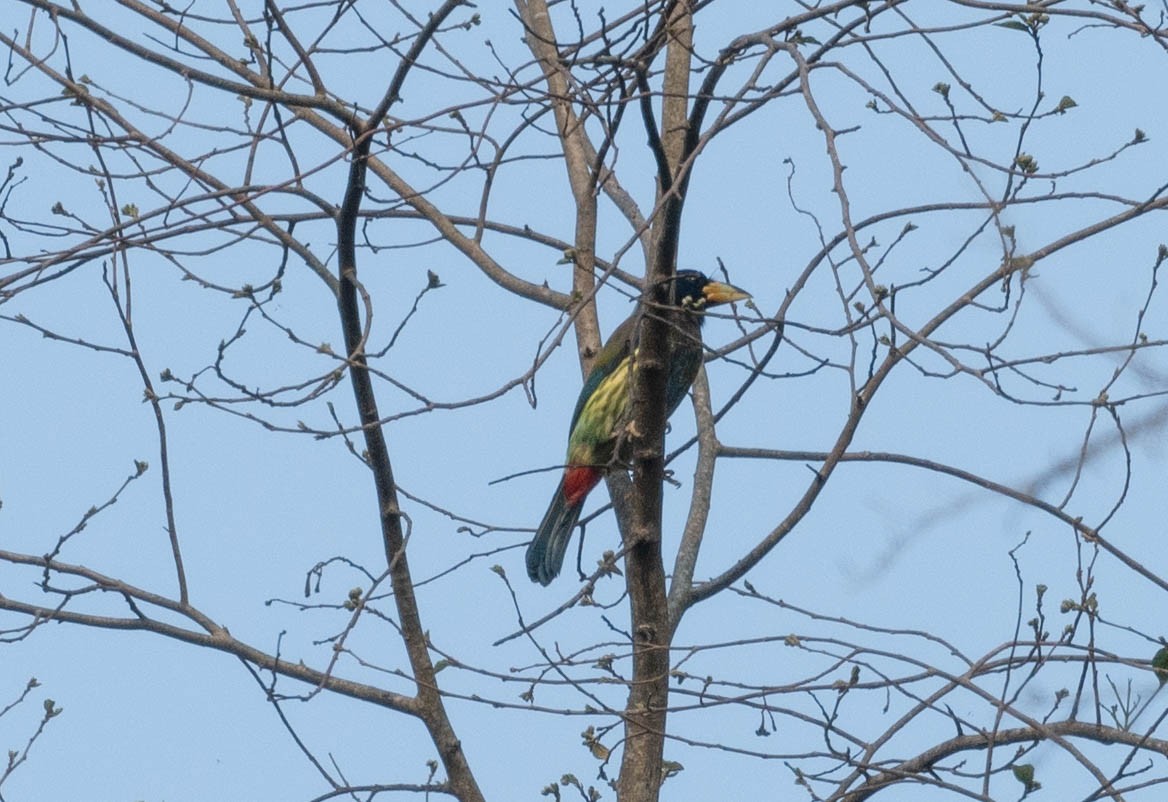 Great Barbet - ML580997831