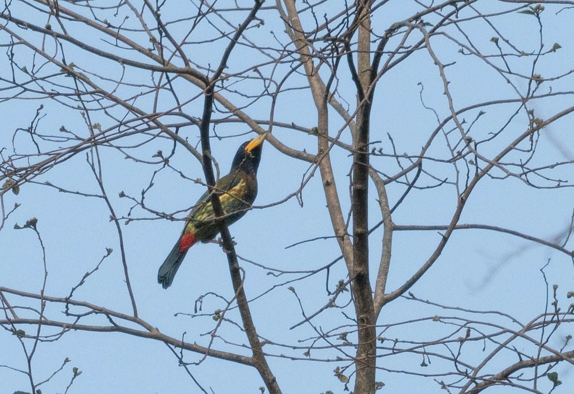 Great Barbet - ML580997841