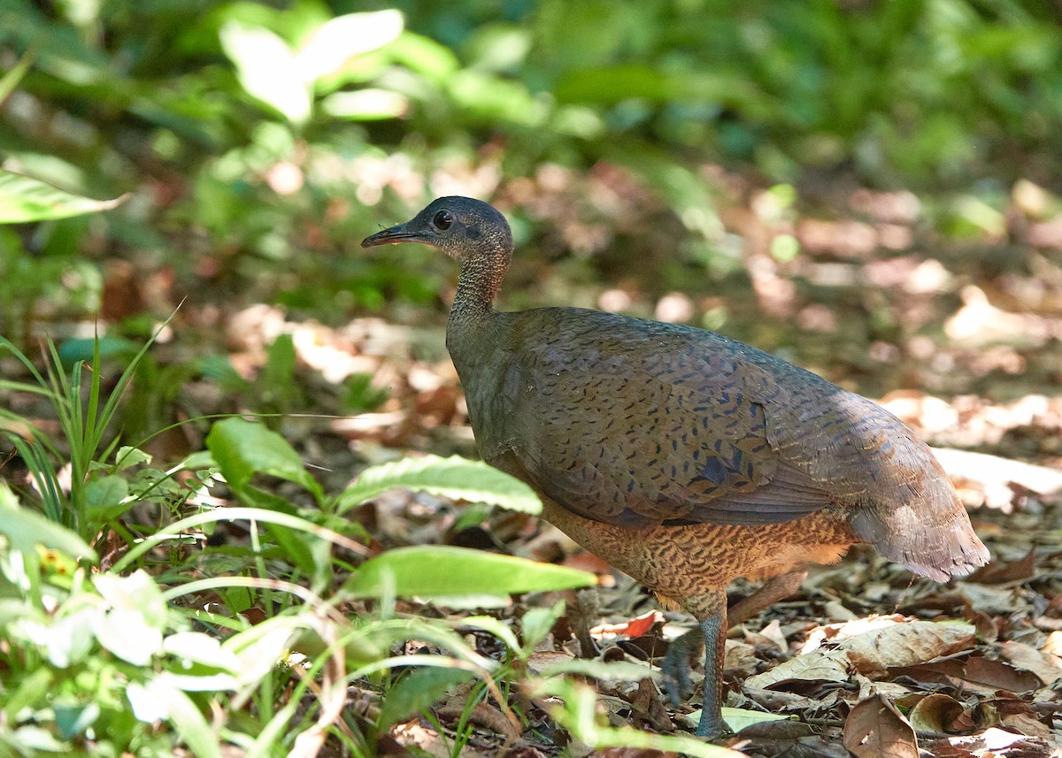 Great Tinamou - ML580998191