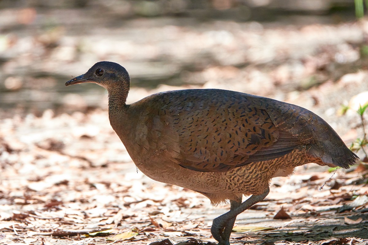 Great Tinamou - Elodie Roze