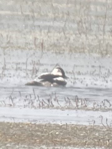 Petit Garrot - ML580998261