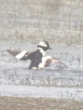 Petit Garrot - ML580998271