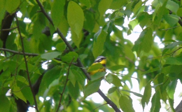 Magnolia Warbler - Leslie MacDuffie