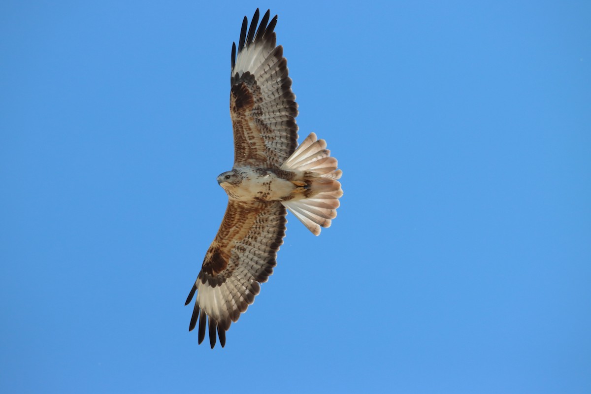 Long-legged Buzzard - Tsolmon Avirmed