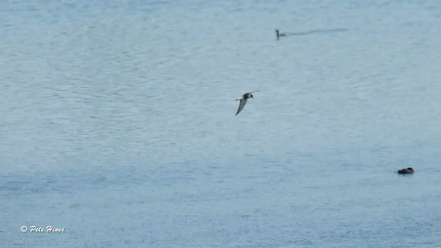 Black Tern - ML580999801