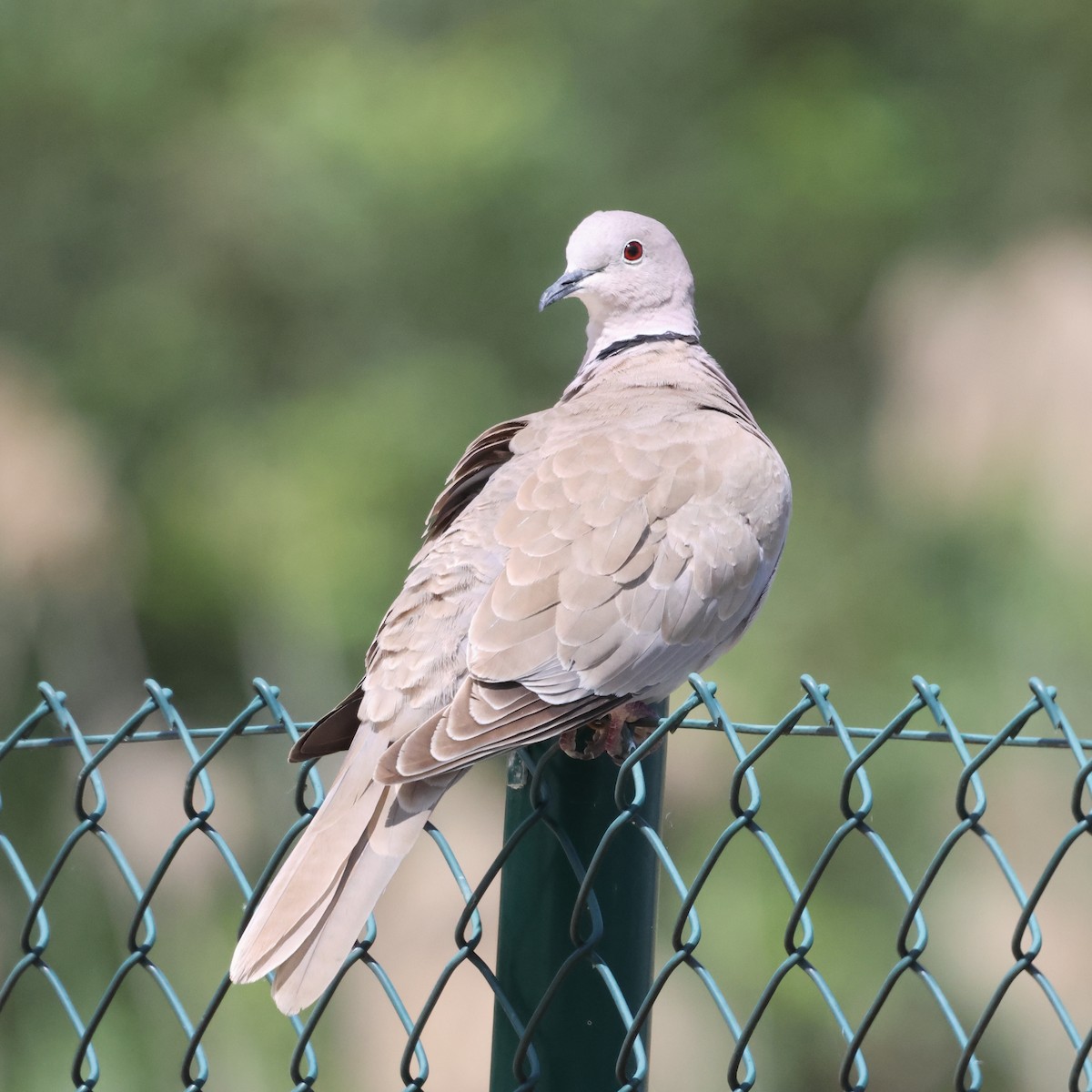 Eurasian Collared-Dove - GC spainbirdwatching.com