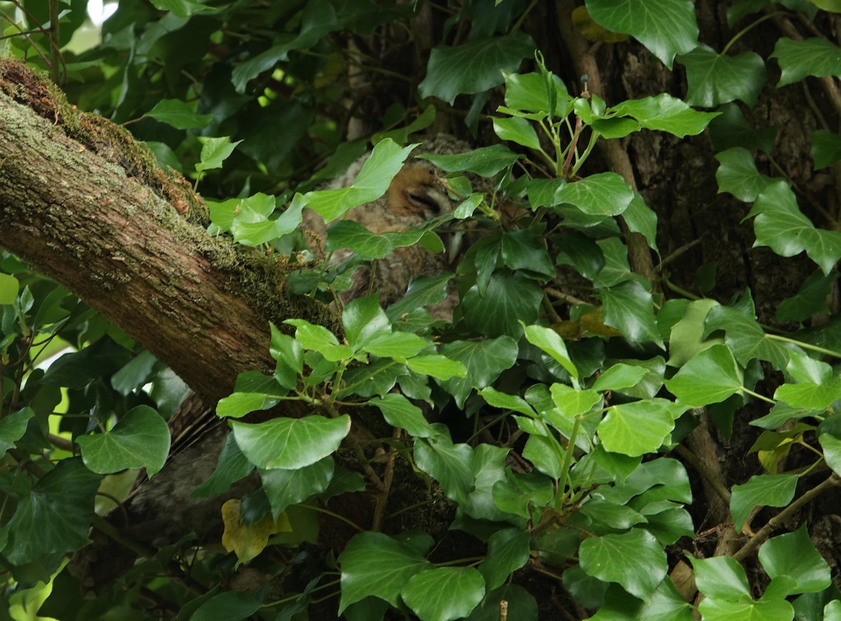 Tawny Owl - ML581001271