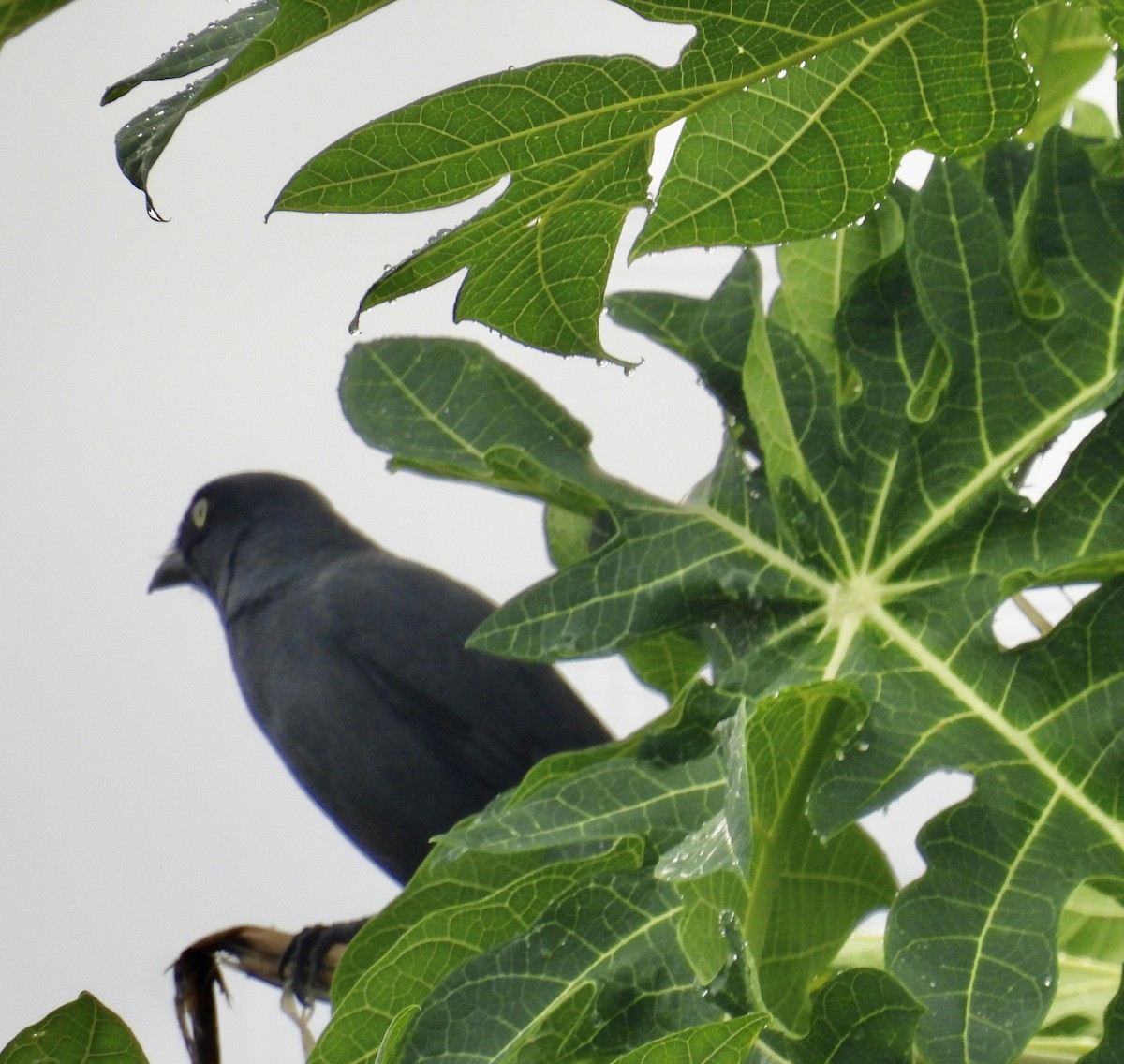 South Melanesian Cuckooshrike - Mayumi Green