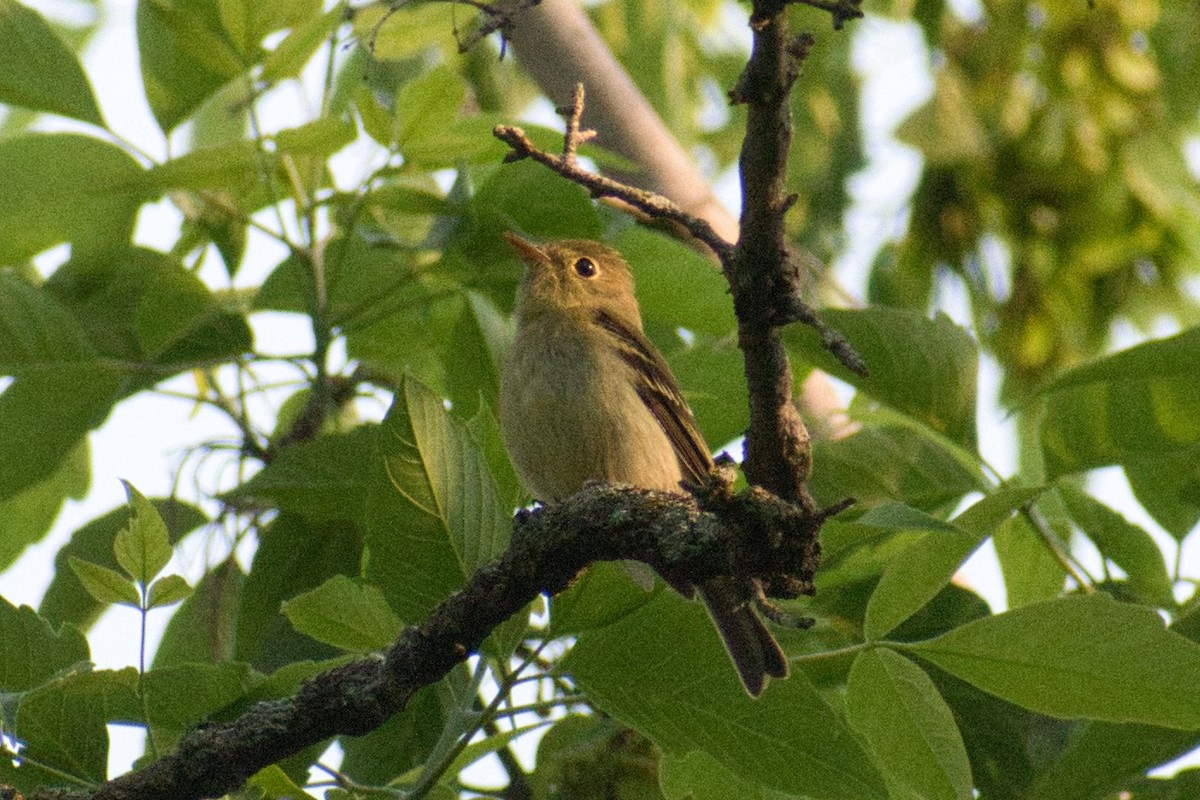 Yellow-bellied Flycatcher - ML581003521