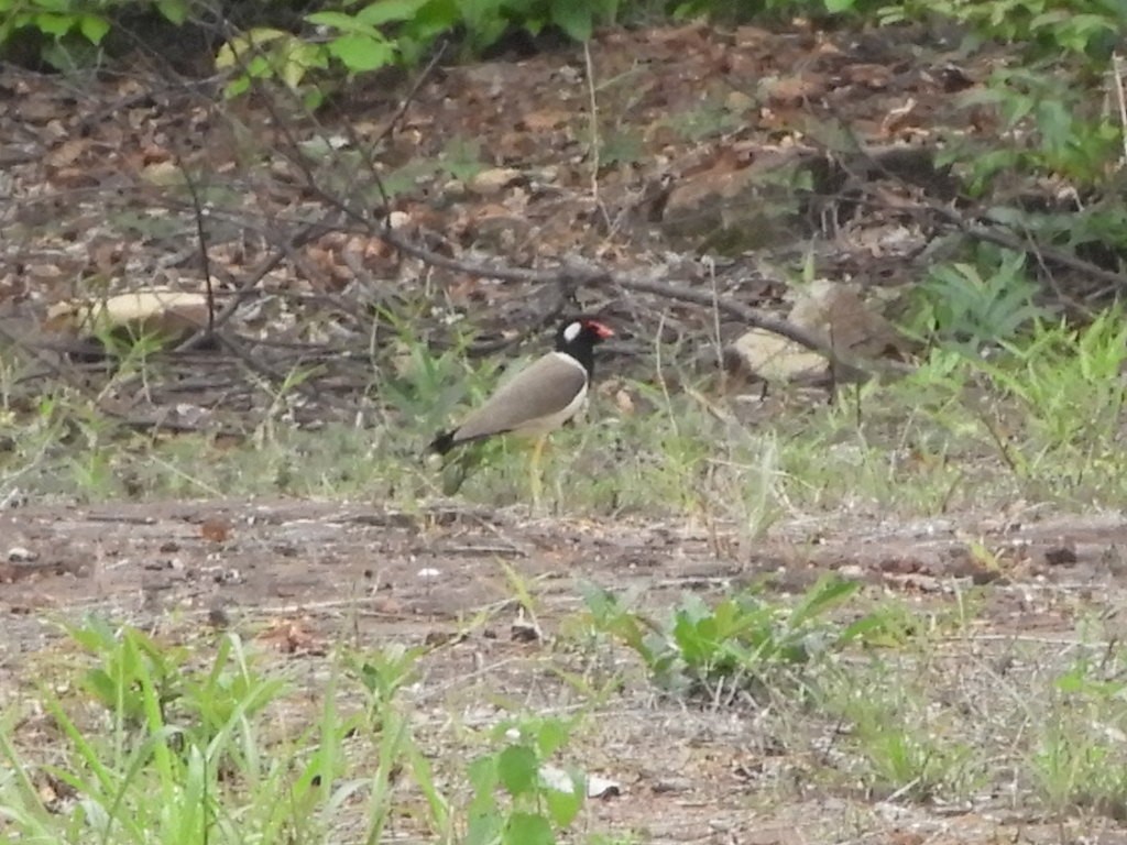 Red-wattled Lapwing - ML581004711