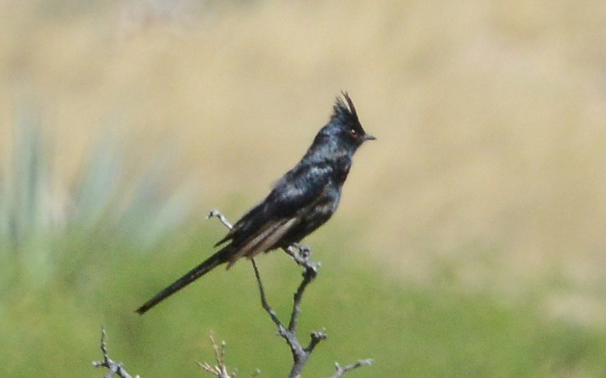 Phainopepla - ML58100541