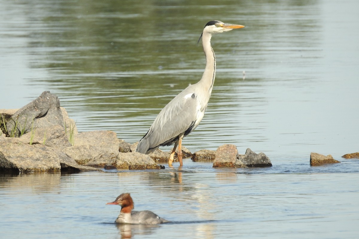 Gray Heron - ML581005651