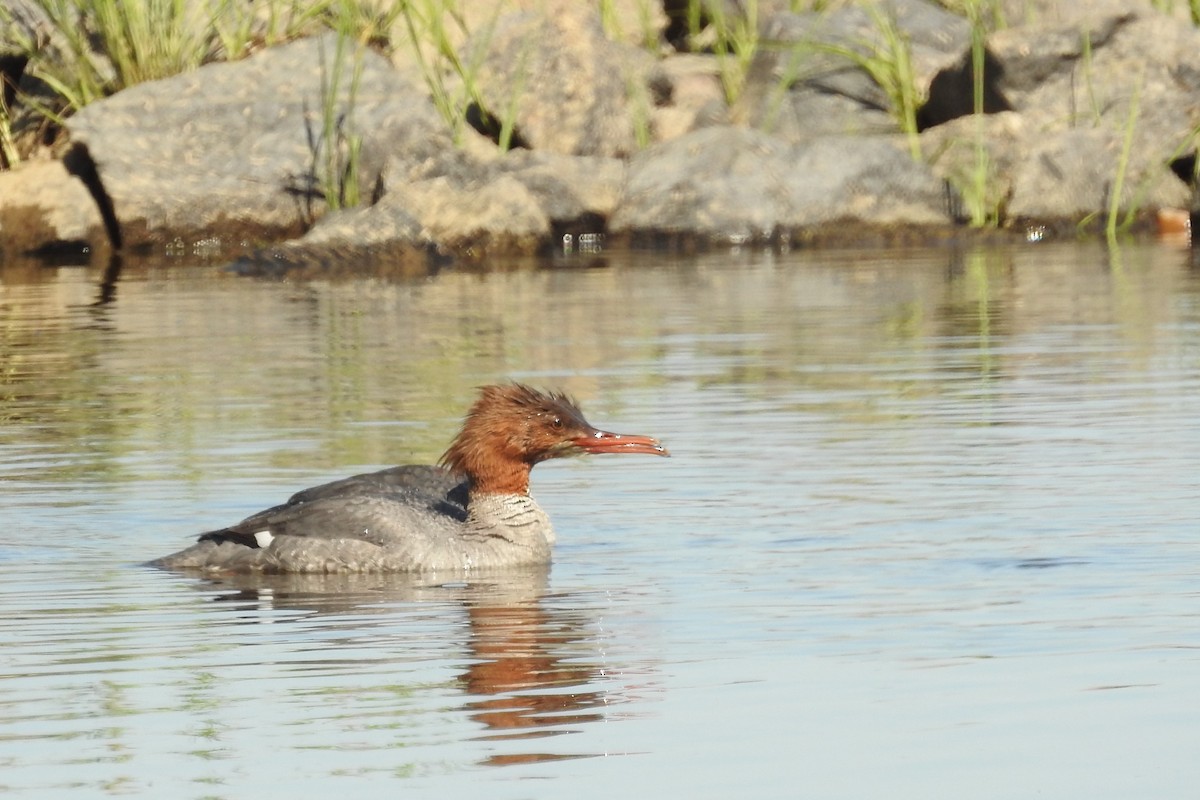 Common Merganser - David Kuster