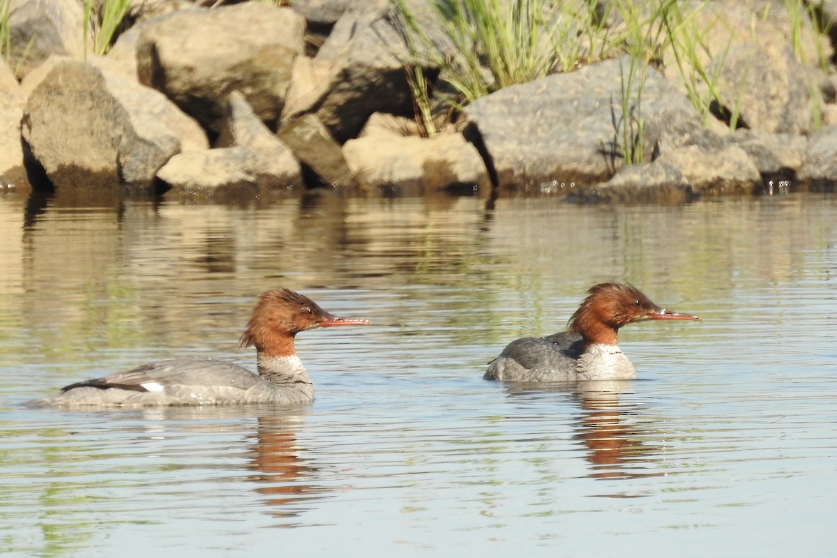 Common Merganser - ML581005711