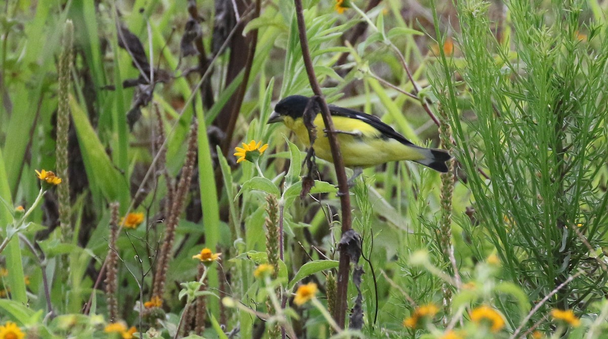 Lesser Goldfinch - Michael Woodruff