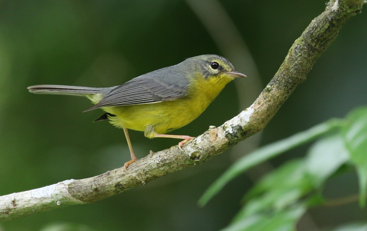 Golden-crowned Warbler - ML581007181