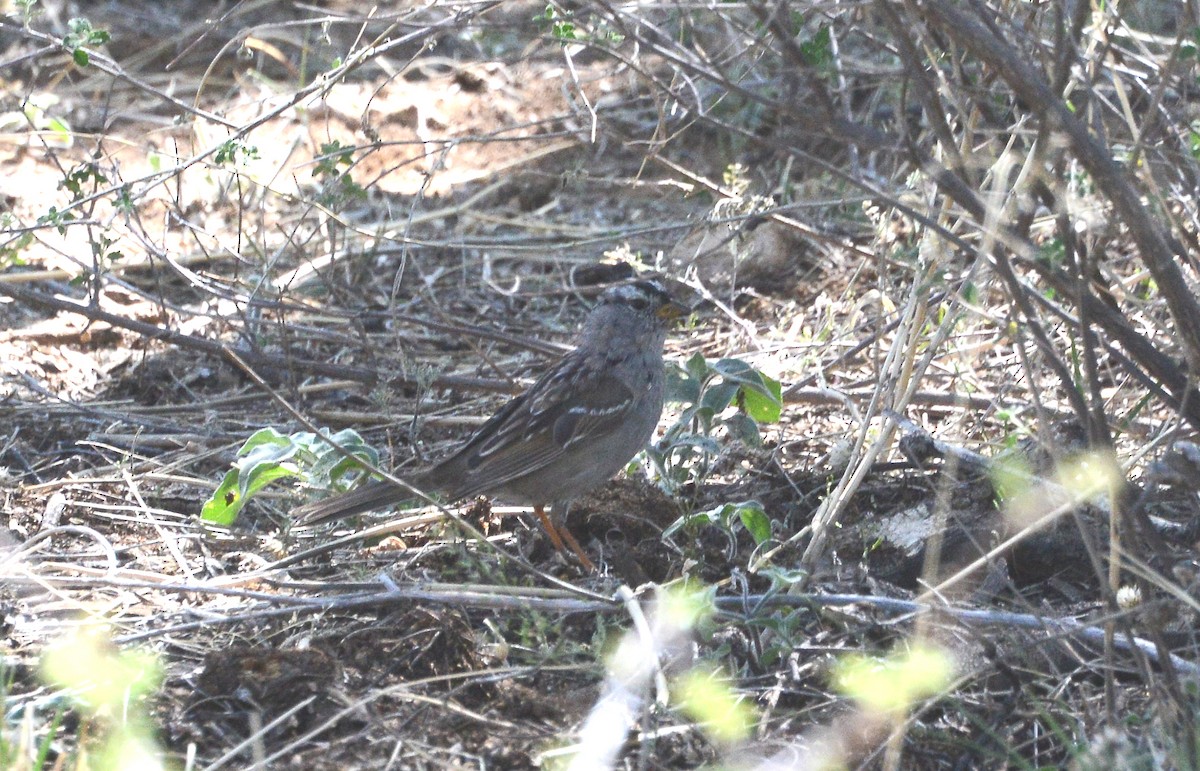 White-crowned Sparrow - Bill Telfair