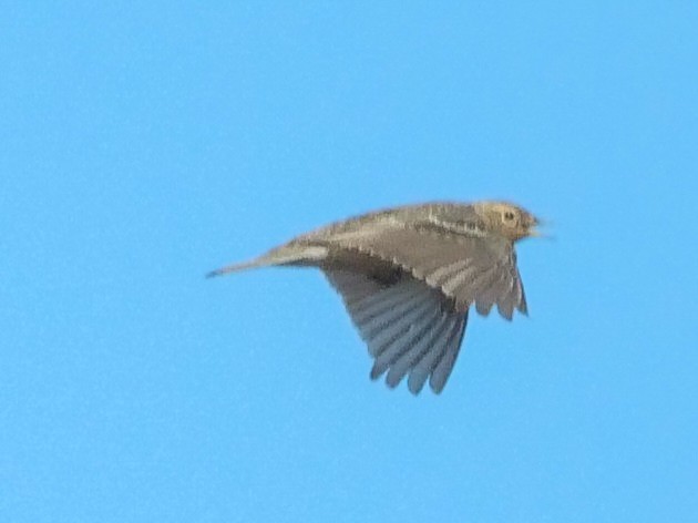 Red-throated Pipit - ML581009151
