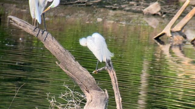 Snowy Egret - ML581009651