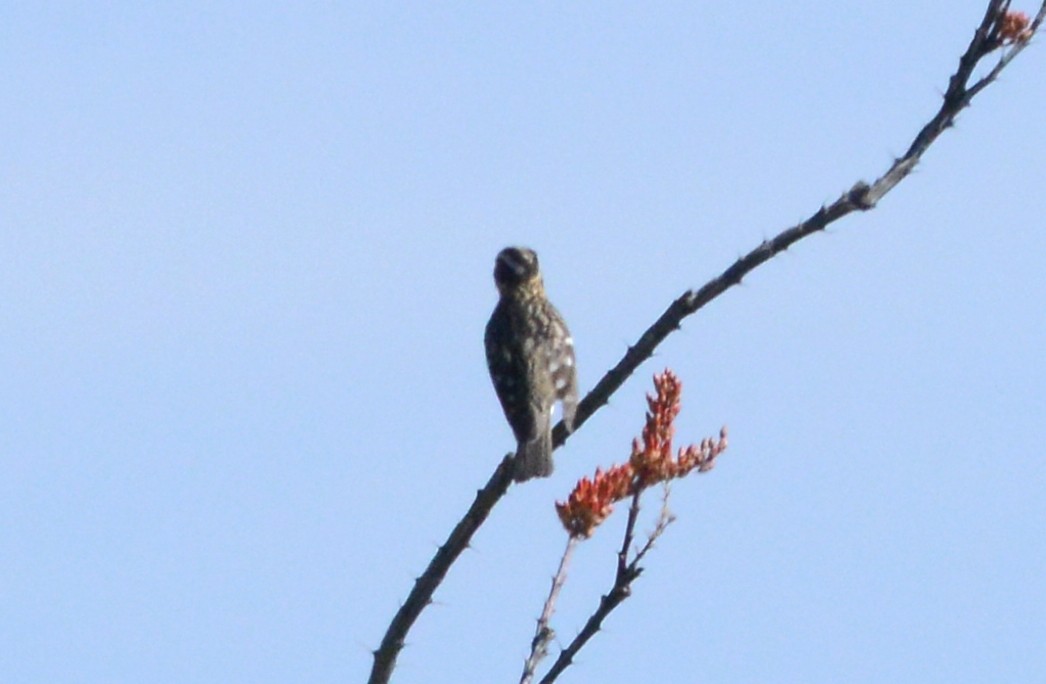 Black-headed Grosbeak - ML58100971