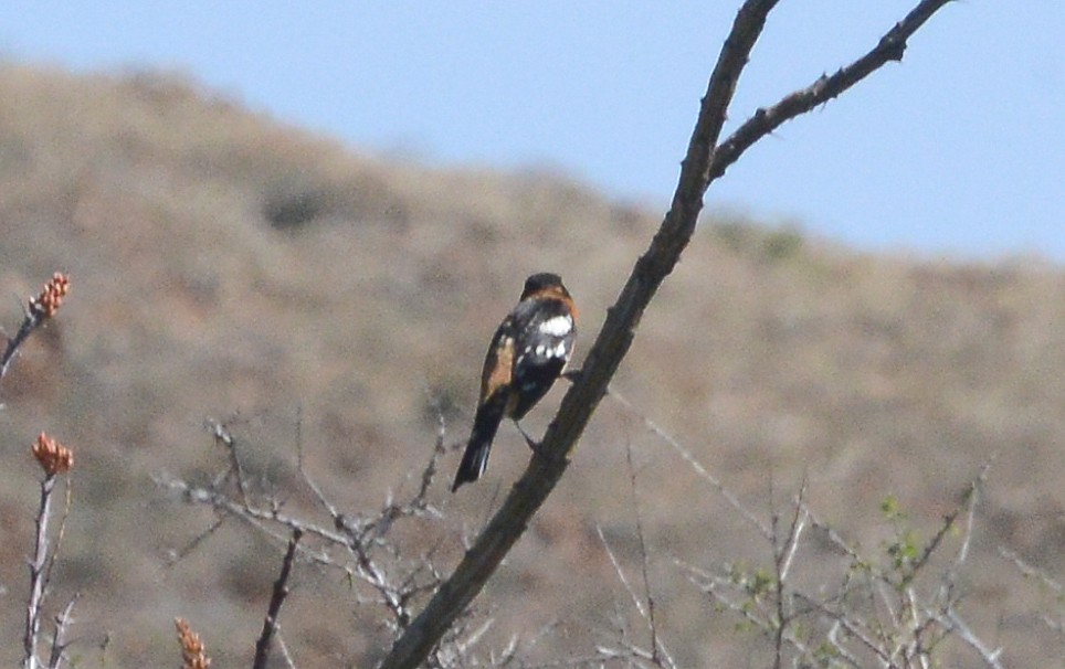 Black-headed Grosbeak - ML58100981