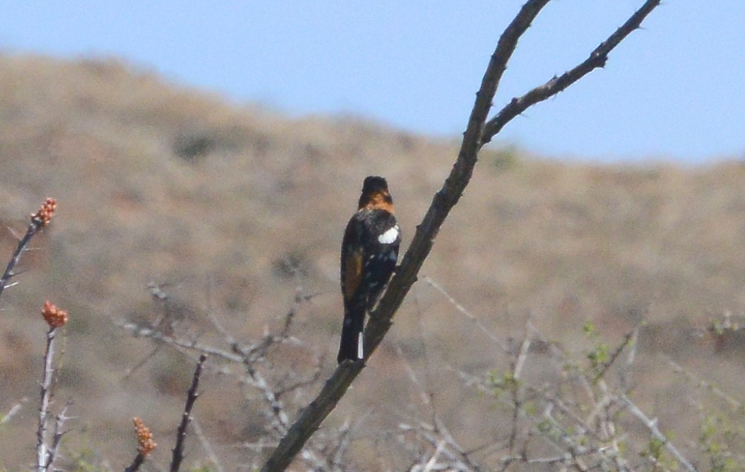 Black-headed Grosbeak - ML58100991